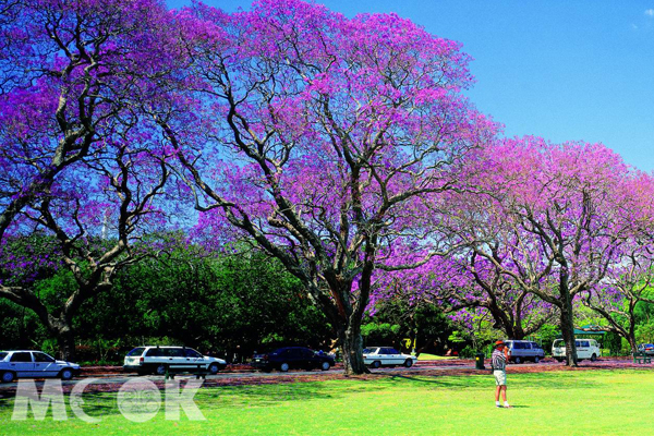 每到春天，昆士蘭便瀰漫一片醉人的紫色風情。(圖片提供／昆士蘭旅遊局）