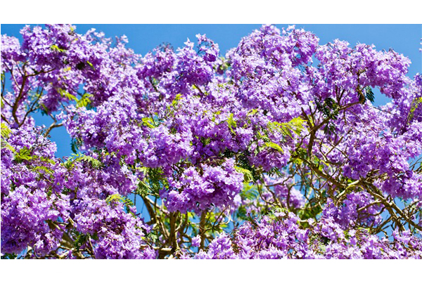 盛開的藍花楹花朵(圖片來源／burkesbackyard）