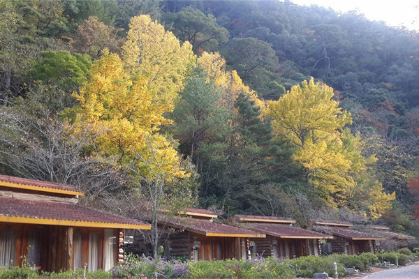 大片楓槭，讓武陵秋冬色彩更加繽紛。(圖片來源／武陵農場 Wuling Farm）