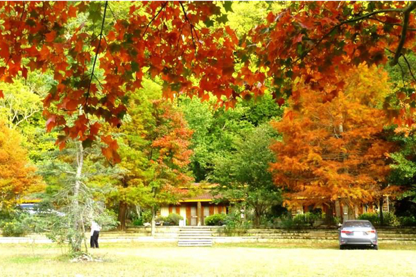 自11月下旬到12月上旬是賞楓紅最好的時候。(圖片來源／武陵農場 Wuling Farm）