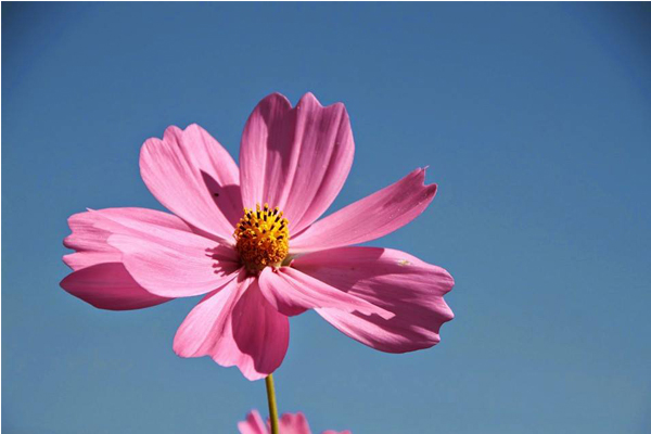 花朵驕傲地抬頭仰望。（圖片來源／2015新社花海）