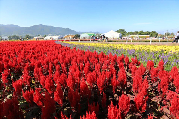 繽紛花毯綻放。（圖片來源／2015新社花海）