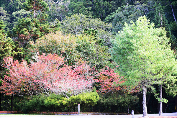 大雪山森林遊樂區楓紅。(圖片來源／東勢林管處）