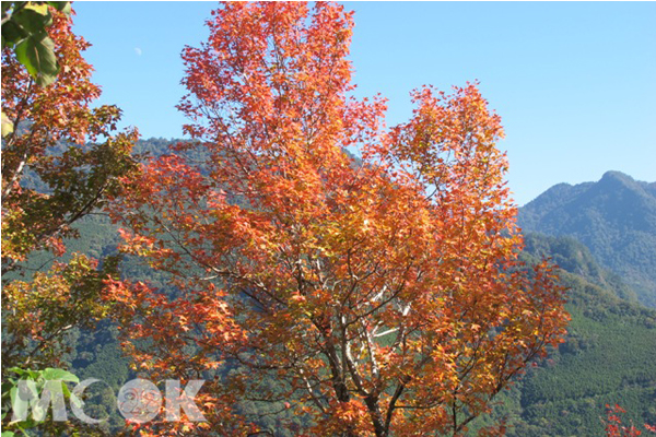 楓紅動人。（圖片提供／中華綠生活休閒發展協會）