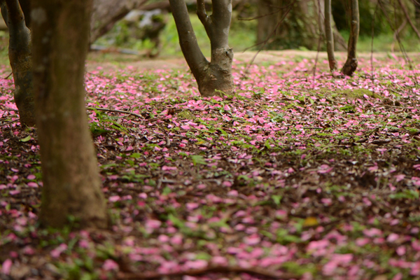 陽明山茶梅花瓣片片灑落，成了粉色花毯。（圖片來源／台北市工務局）