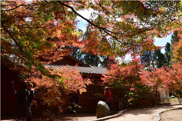 福壽山楓紅正盛。（圖片來源／福壽山農場粉絲團）