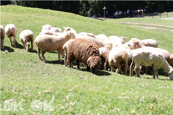 萌萌的綿羊是清境農場上的明星。（圖片提供／退輔會）