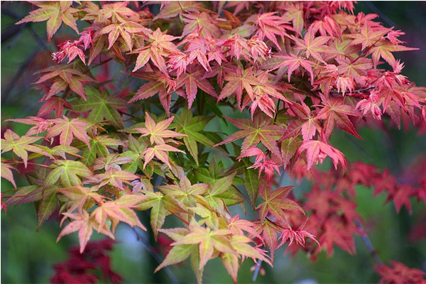 士林區菁山社區一帶楓紅漸漸。（圖片來源／台北奧萬大）