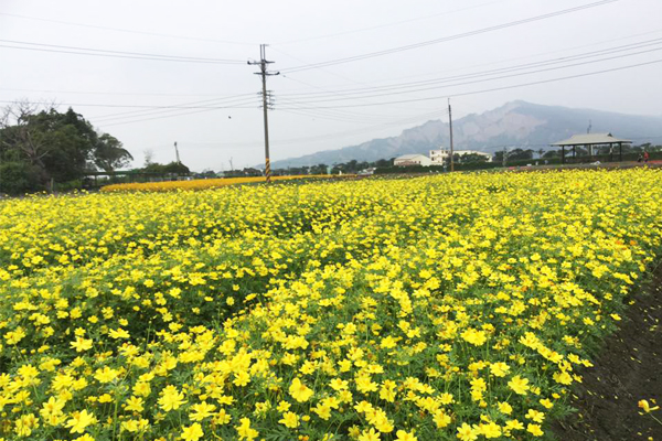 除百合花海外，園內還有廣達5公頃的七彩花田正爭豔盛開。（圖片來源／中社觀光花市-官網）