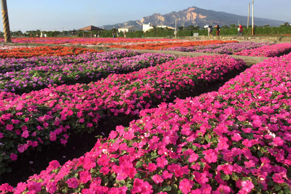 除了新社花海外，也能來中社觀光花市走走看看。（圖片來源／中社觀光花市-官網）