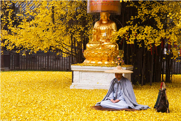 僧人靜坐金黃銀杏毯上，畫面頗具禪意。（圖片來源／boredpanda）