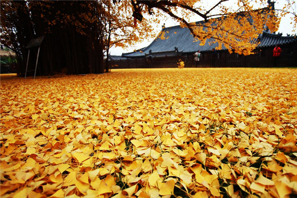散落一地的金黃銀杏，如夢似幻。（圖片來源／boredpanda）