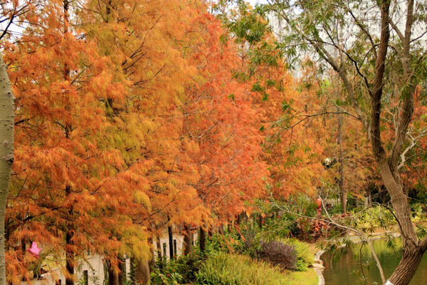 青衣公園內十多棵的落羽松，秋色柔和靜謐。(圖片來源／weshare）