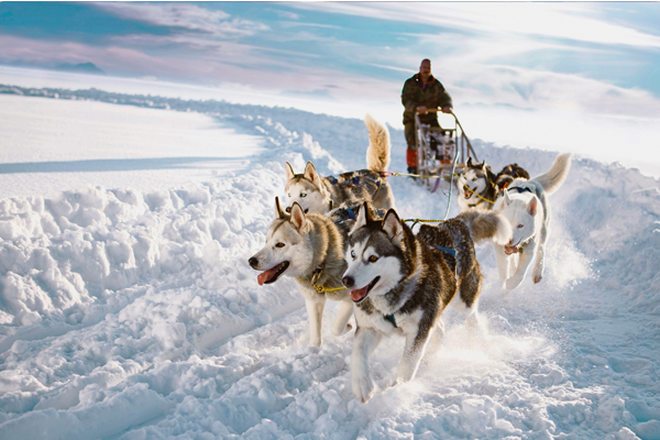 乘著哈士奇雪橇體驗極地移動。(圖片來源／travelatfinland）