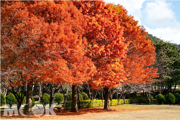 深秋時節，奧萬大楓林一片紅，景致相當迷人。（圖片提供／中華綠生活休閒發展協會）