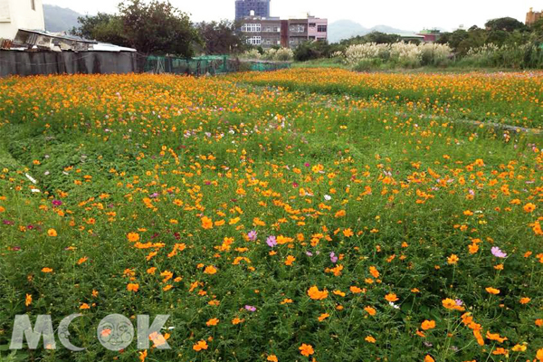 新北鶯歌有多處花海盛開。（圖片提供／新北市政府農業局）