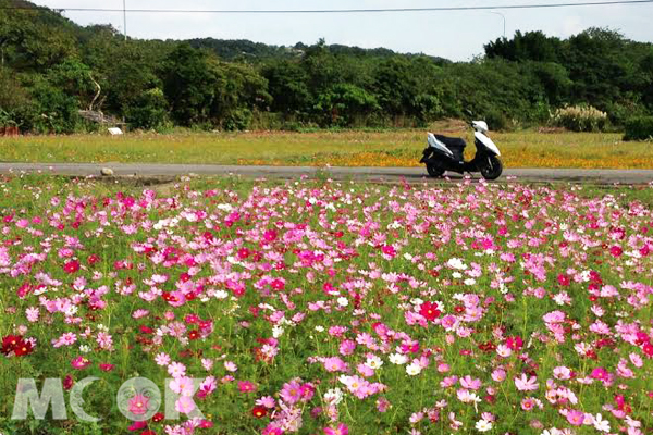 鶯歌巷弄裡多處花田正美。（圖片提供／新北市政府農業局）