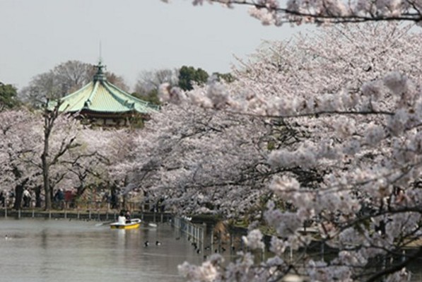 上野公園賞春櫻，是春天到東京不可錯過的賞櫻熱點。(圖片來源／東京觀光GO TOKYO)