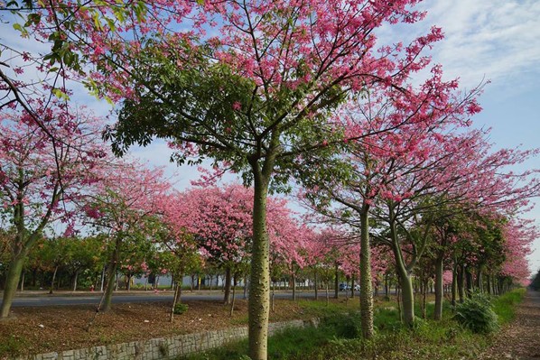 粉色花海隧道在晴空下更添迷人魅力。(圖片來源／虎尾遊客中心-虎尾驛)