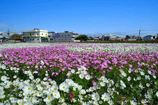 12月份來到桃園，欣賞花海景色。（圖片來源／桃園花彩節蘆竹場・奇幻花園）