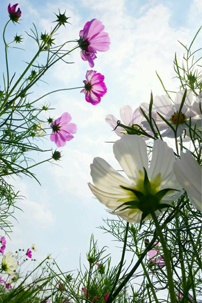 陽光照得花瓣通透。（圖片來源／桃園花彩節蘆竹場・奇幻花園）