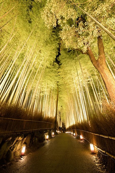 從野宮神社到大河內山莊庭園之間的竹林路，打上燈光特別浪漫。(圖片來源／京都・花灯路)