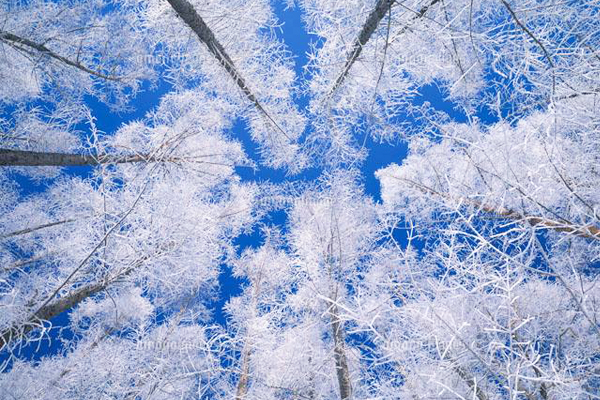 結上霧冰的樹枝，看起來格外美麗。（圖片來源／富良野觀光協會）