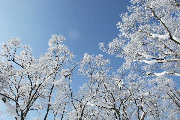 藍天與雪白樹枝相映輝。（圖片來源／富良野觀光協會）