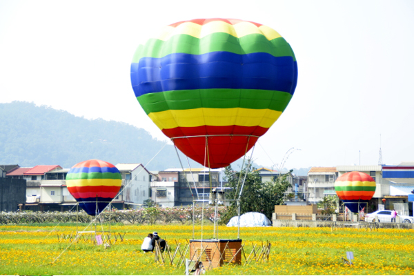 大大的熱氣球漂浮於金黃花田之上。圖為上一回活動景色。（圖片來源／三星鄉公所）