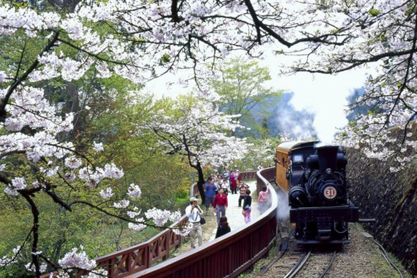 阿里山森鐵推出賞櫻遊輪列車。（圖片來源／台灣觀光局）