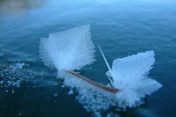冰霜結晶細緻而脆弱，是冬天最美的藝術品。(圖片來源／livedoor）