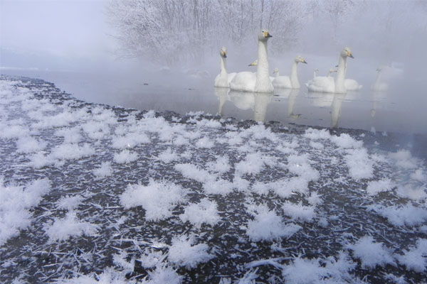 冰雪中的白色霜花為冬季增添神秘美感。(圖片來源／panoramio）