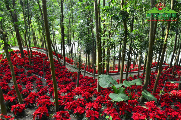 十萬朵聖誕紅打造一整片熱情山坡。(圖片來源／南元花園休閒農場)