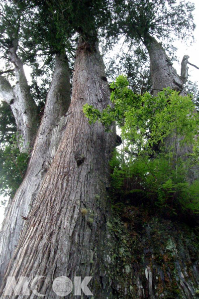 大雪山森林遊樂園區日出、雲海景色動人。(圖片來源／conservation.forest）