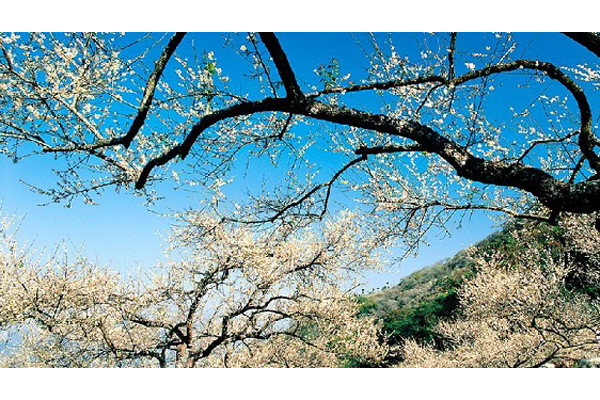 風櫃斗梅園廣大，是南投最具盛名的賞梅景點。(圖片來源／南投文化局）