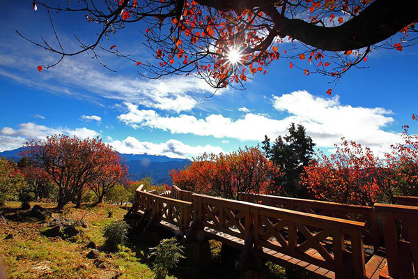 小笠原山觀景平台。（圖片來源／阿里山國家森林遊樂區）