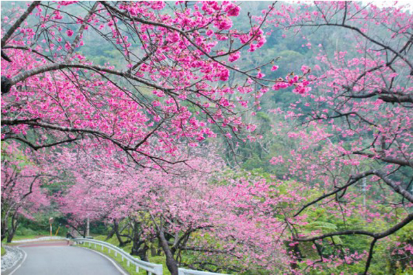 本部八重岳櫻花祭。（圖片來源／沖繩旅遊網站）