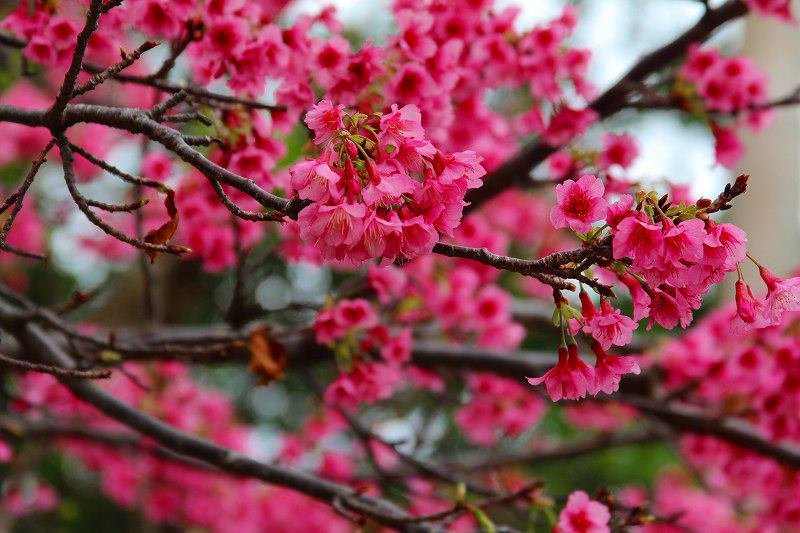 日本最早綻放櫻花的地方在沖繩。（圖片來源／沖繩觀光會議局 Visit Okinawa tw）