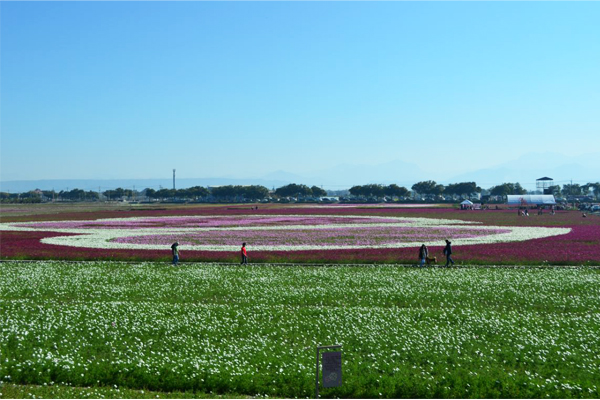 每年雲林縣政府都會舉辦不同主題的花海節日，圖為2013孩沙里花海景色。(圖片來源／雲林縣政府)