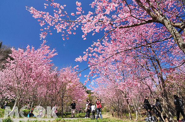 武陵農場櫻花季期間，每日管制6000人入園。（攝影／陳冠鑫）