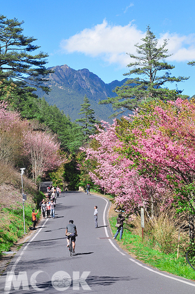 武陵櫻花盛開爭豔，每年吸引眾多遊客前往。（攝影／陳冠鑫）