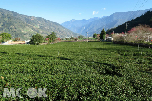 翠綠的草坪頭茶園，兩旁粉色櫻花花開點綴山頭。(圖片提供／陳冠鑫)