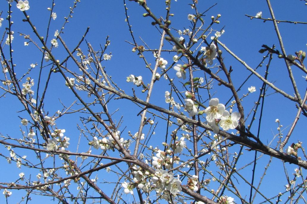 梅山公園梅花綻放約5成。(圖片來源／嘉義縣觀光旅遊網)