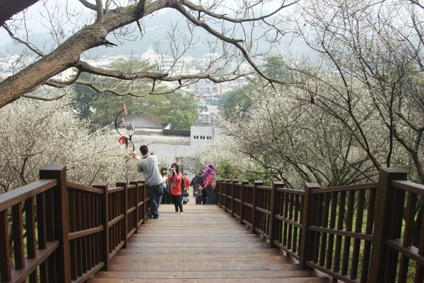 梅樹夾道綻放美不勝收。(圖片來源／台3明珠-梅山公園)