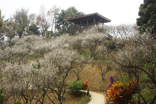 梅花擁簇。(圖片來源／台3明珠-梅山公園)