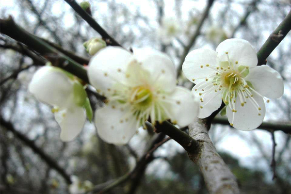 清新透亮的花朵，帶來冬季的美好想像。(圖片來源／台3明珠-梅山公園)