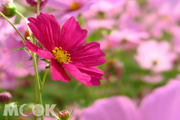 嬌豔花朵惹人疼愛。（攝影／陳冠鑫）