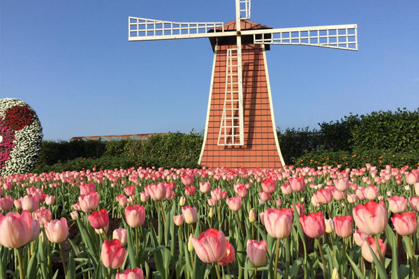 搭配風車在旁彷彿置身荷蘭。（圖片來源／中社觀光花市-官網）