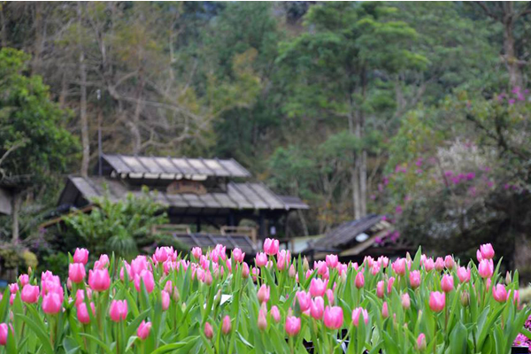 桃源仙谷鬱金香花綻放。（圖片來源／桃源仙谷）