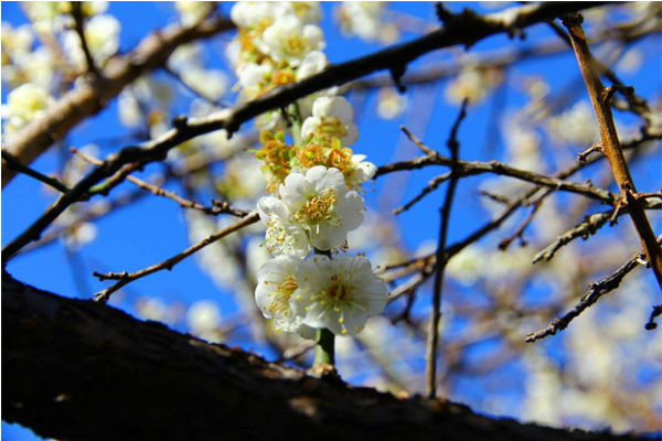 梅嶺梅花盛開。（圖片來源／西拉雅國家風景區管理處）